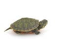 Northern Red-bellied Turtle Royalty Free Stock Photo
