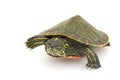 Northern Red-bellied Turtle Royalty Free Stock Photo