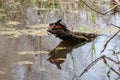 Northern Red-bellied turtle basking on a log in a pond Royalty Free Stock Photo