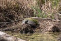 Northern Red-bellied turtle basking on the edge of a pond Royalty Free Stock Photo