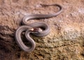 Northern Red-belly Snake Crawling On A Rock