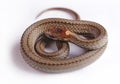 Northern red-belly snake.