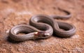 Northern Red-belly Snake Resting On The Rock.