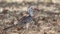 Northern Red-billed Hornbill Feeding on Ground Royalty Free Stock Photo