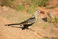 Northern Red-billed Hornbill - Tockus erythrorhynchus Royalty Free Stock Photo