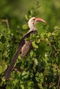 Northern Red-billed Hornbill - Tockus erythrorhynchus Royalty Free Stock Photo