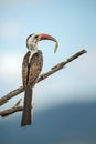 Northern Red-billed Hornbill - Tockus erythrorhynchus Royalty Free Stock Photo