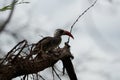 Northern Red Billed Hornbill Tockus Erythrorhynchus Portrait Africa Royalty Free Stock Photo