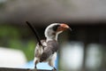 Northern Red Billed Hornbill Tockus Erythrorhynchus Portrait Africa Royalty Free Stock Photo