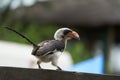 Northern Red Billed Hornbill Tockus Erythrorhynchus Portrait Africa Royalty Free Stock Photo