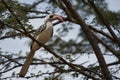 Northern Red Billed Hornbill Tockus Erythrorhynchus Portrait Africa Royalty Free Stock Photo