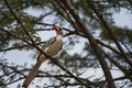 Northern Red Billed Hornbill Tockus Erythrorhynchus Portrait Africa Royalty Free Stock Photo