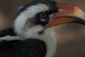 Northern Red Billed Hornbill Tockus Erythrorhynchus Portrait Africa Royalty Free Stock Photo