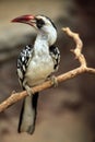 Northern red-billed hornbill (Tockus erythrorhynchus). Royalty Free Stock Photo