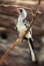 Northern red-billed hornbill (Tockus erythrorhynchus). Royalty Free Stock Photo