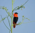 Northern Red Bishop Royalty Free Stock Photo