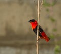 Northern Red Bishop Royalty Free Stock Photo