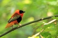 Northern red bishop Royalty Free Stock Photo