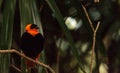 Northern red bishop bird Euplectes franciscanus Royalty Free Stock Photo