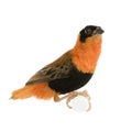 Northern Red Bishop - Euplectes franciscanus