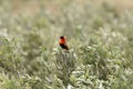 Northern red bishop or orange bishop Euplectes franciscanus Royalty Free Stock Photo