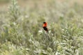Northern red bishop or orange bishop Euplectes franciscanus Royalty Free Stock Photo