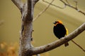 Northern red bishop or orange bishop , Euplectes franciscanus