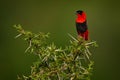 Northern red bishop or orange bishop, Euplectes franciscanus, red black bird sitting on the thorny prickly shrub bush. Bird in the Royalty Free Stock Photo