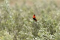 Northern red bishop or orange bishop Euplectes franciscanus Royalty Free Stock Photo