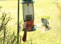 Northern Red Cardinal on Birdfeeder with Sparrow Approaching him Royalty Free Stock Photo