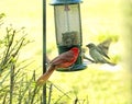 Northern Red Cardinal on Birdfeeder with Sparrow Approaching him Royalty Free Stock Photo