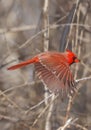 Northern Red Cardinal flying with grey background