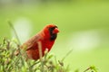 Northern Red Cardinal on Birdfeeder Awaits Patiently on a bush