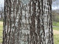 Tree Identification. Bark. Northern Red Oak. Quercus rubra