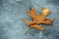 Northern Red Oak Leaf frozen in Pond Ice Royalty Free Stock Photo