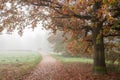 Northern red oak next to the path, against the backdrop of a group of cyclists in the fog.