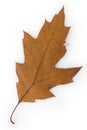 Northern red oak leaf on white background Royalty Free Stock Photo