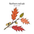 Northern red oak Quercus rubra , state tree of New Jersey