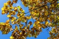 Northern Red Oak tree branch with its brown and yellow leaves in golden autumn fall colour