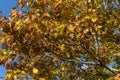 Northern Red Oak tree branch with its brown and yellow leaves in golden autumn fall colour