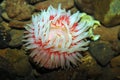 Northern red sea anemone Royalty Free Stock Photo