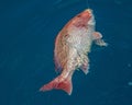 Northern red snapper fish caught on the water Royalty Free Stock Photo