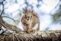 Northern Red Squirrell Royalty Free Stock Photo