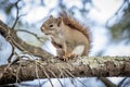 Northern Red Squirrell Royalty Free Stock Photo