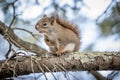 Northern Red Squirrell Royalty Free Stock Photo