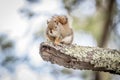 Northern Red Squirrell Royalty Free Stock Photo