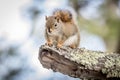 Northern Red Squirrell Royalty Free Stock Photo