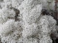 Northern Reindeer Lichen Royalty Free Stock Photo