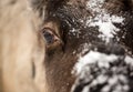 Northern reindeer looks into camera close-up Royalty Free Stock Photo