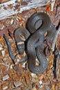 Northern Ringneck Snake Michigan